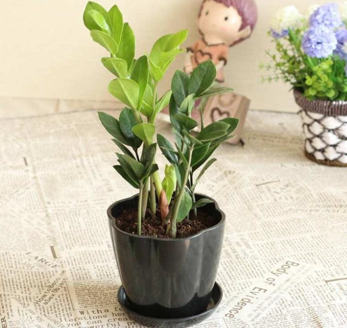 金錢樹葉子變黃原因 金錢樹葉子變黃原因