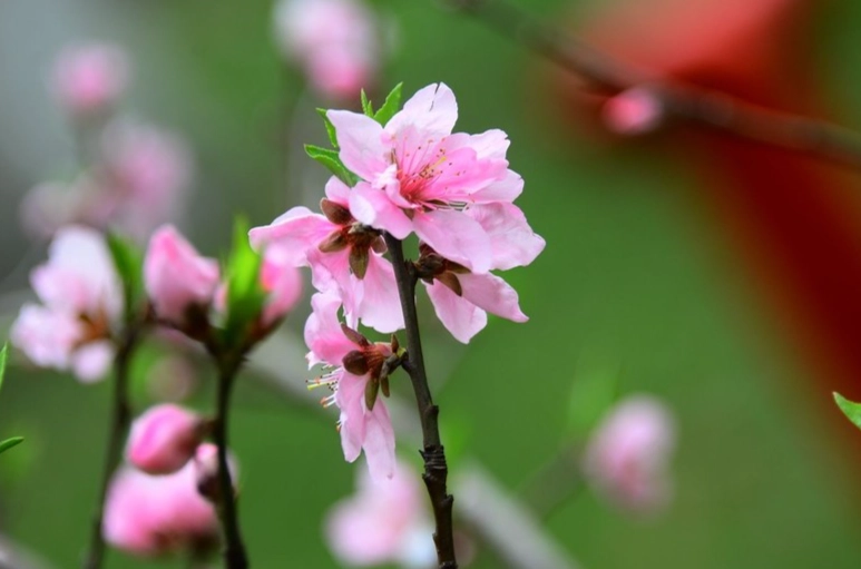 送花祝福指南 送花祝福指南