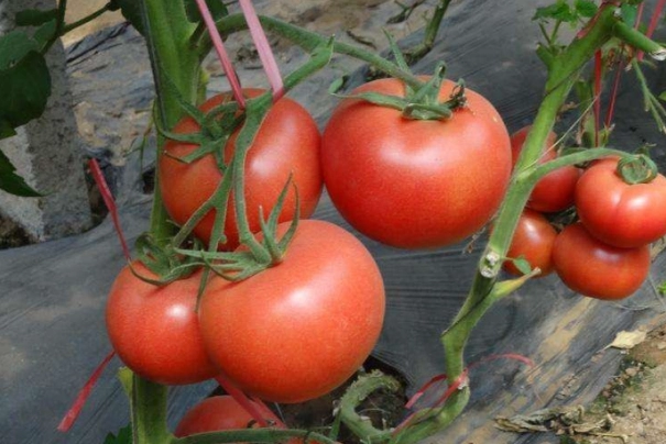 番茄矮化方法 番茄矮化方法