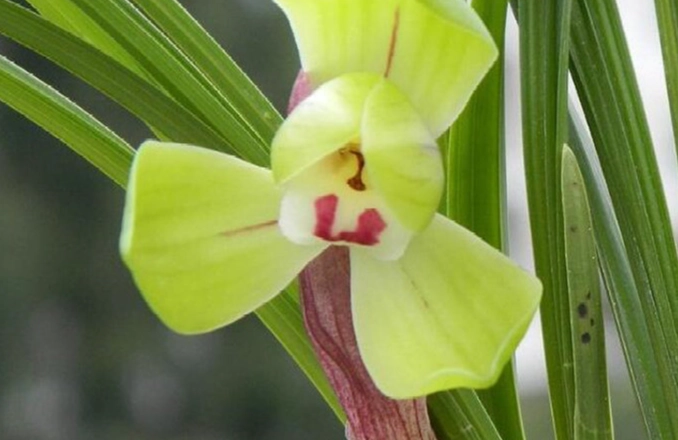 蘭花常見問題