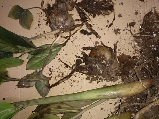 金錢樹養護技巧 金錢樹養護技巧