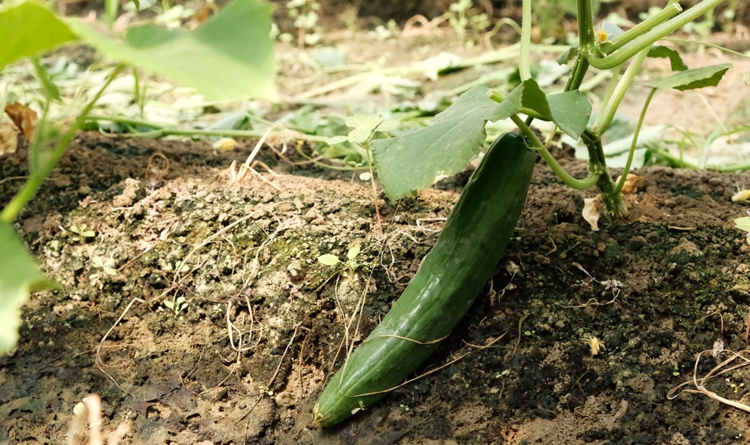 小黃瓜摘心方法 小黃瓜摘心方法
