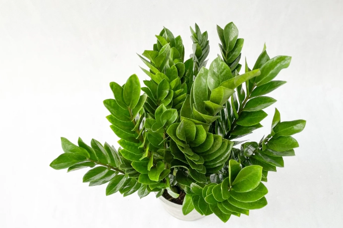 金錢樹施肥方法