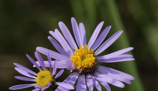 友情花卉象徵 友情花卉象徵