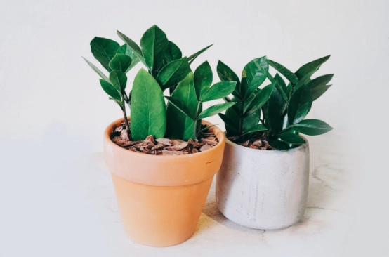 金錢樹養護 金錢樹養護