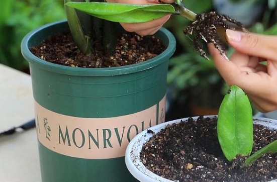 金錢樹養護 金錢樹養護