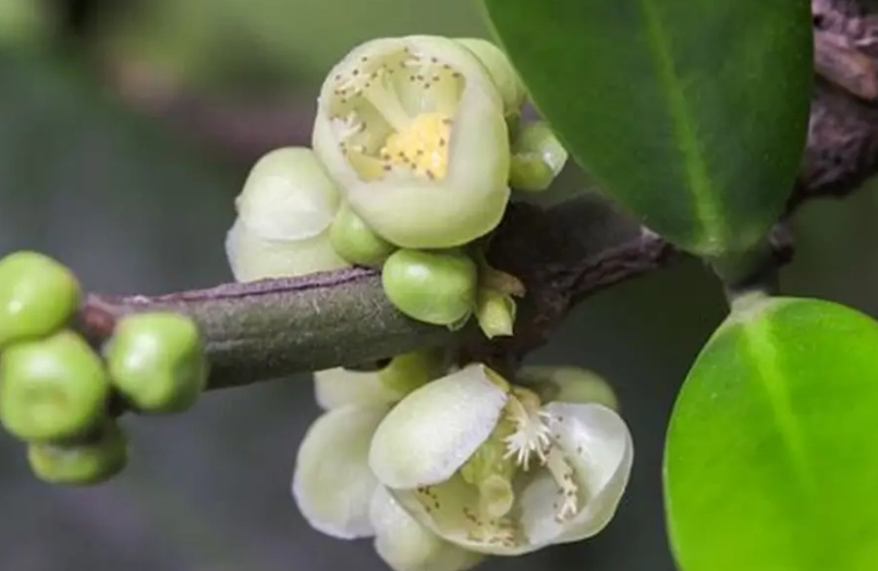 福木風水 福木風水