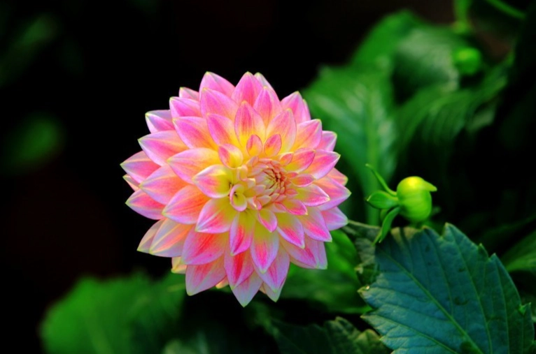 花語大全 花語大全