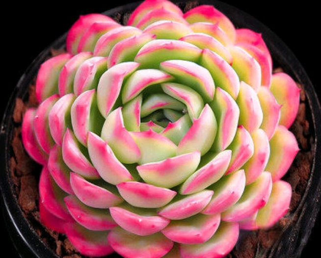 多肉植物光照需求