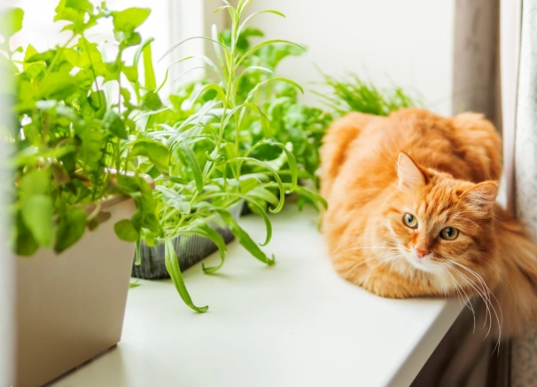 貓植物中毒症狀