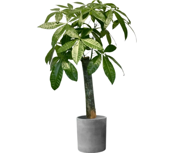 發財樹擺放風水