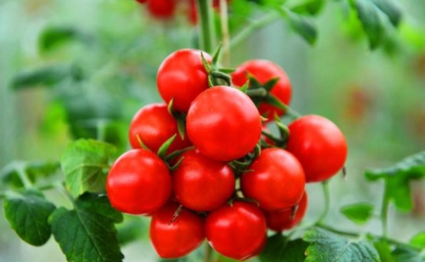 矮化番茄品種 矮化番茄品種