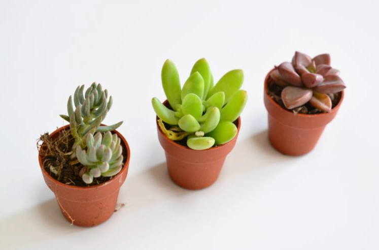 多肉植物照顧 多肉植物照顧