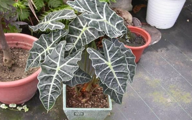 觀音蓮黃邊處理