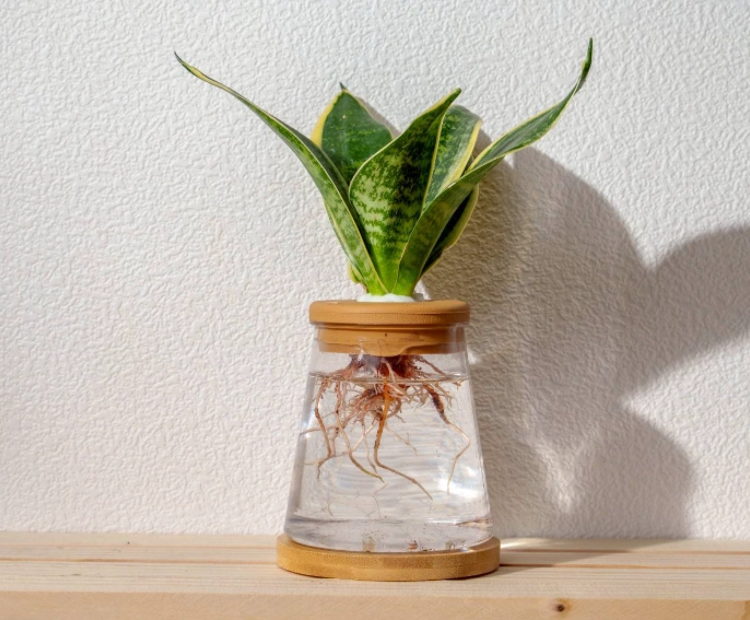 水耕栽培技術 水耕栽培技術