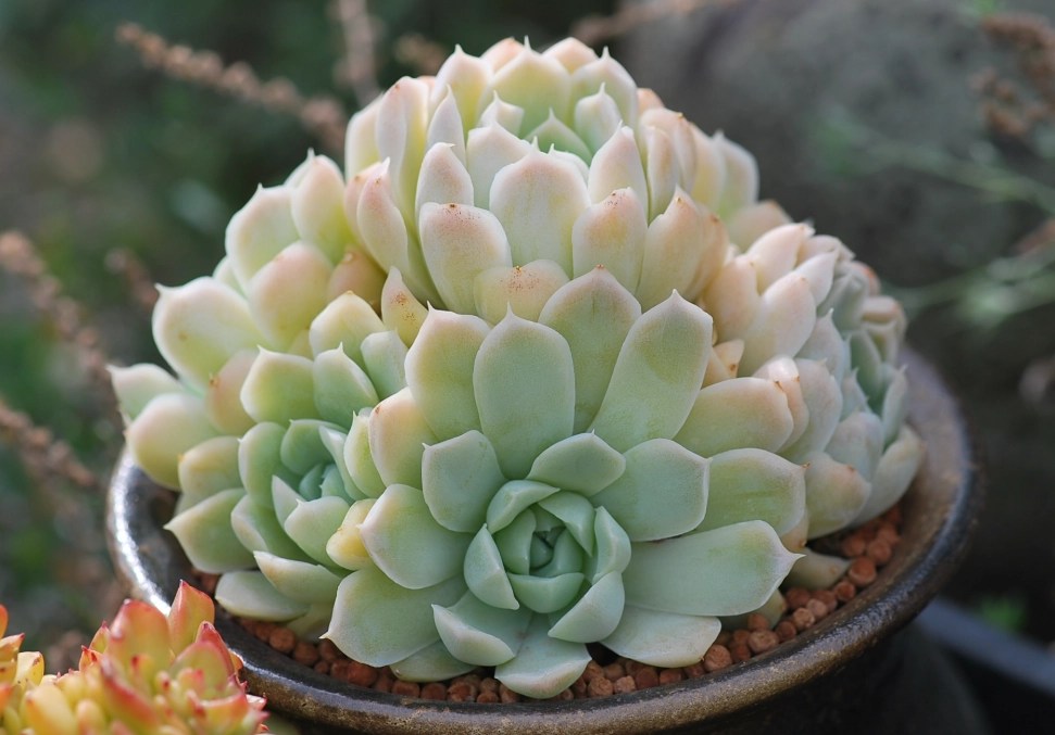 多肉舊土再利用 多肉舊土再利用