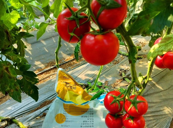 番茄施肥時機