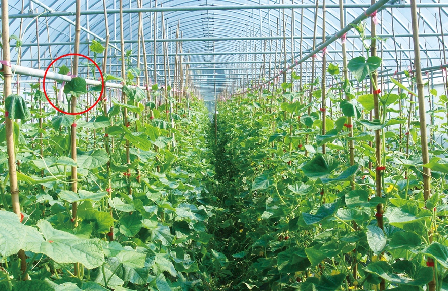 小黃瓜種植技巧