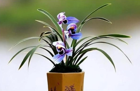 室内植物种植技巧