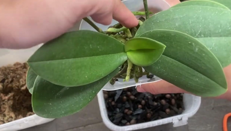 蝴蝶蘭修剪方法