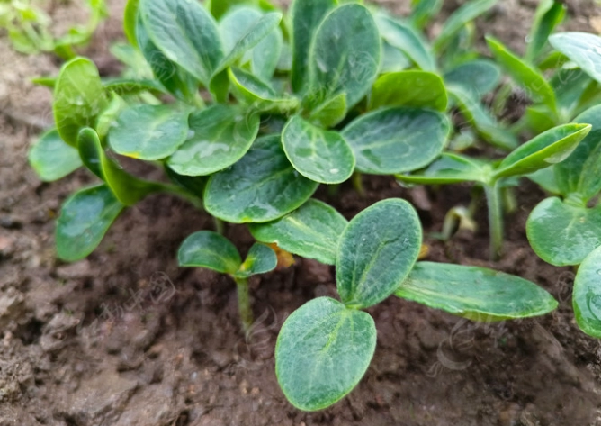 小黃瓜種植時機