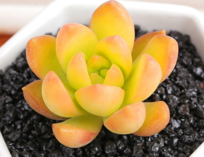 多肉換盆注意事項