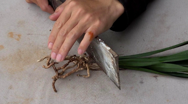 蘭花養護技巧 蘭花養護技巧