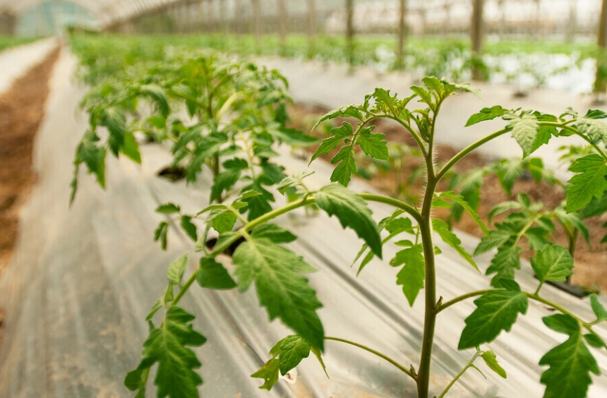 番茄澆水頻率 番茄澆水頻率