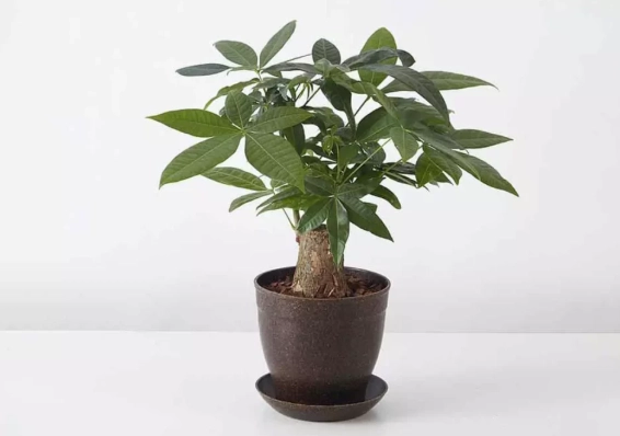 發財樹擺放風水