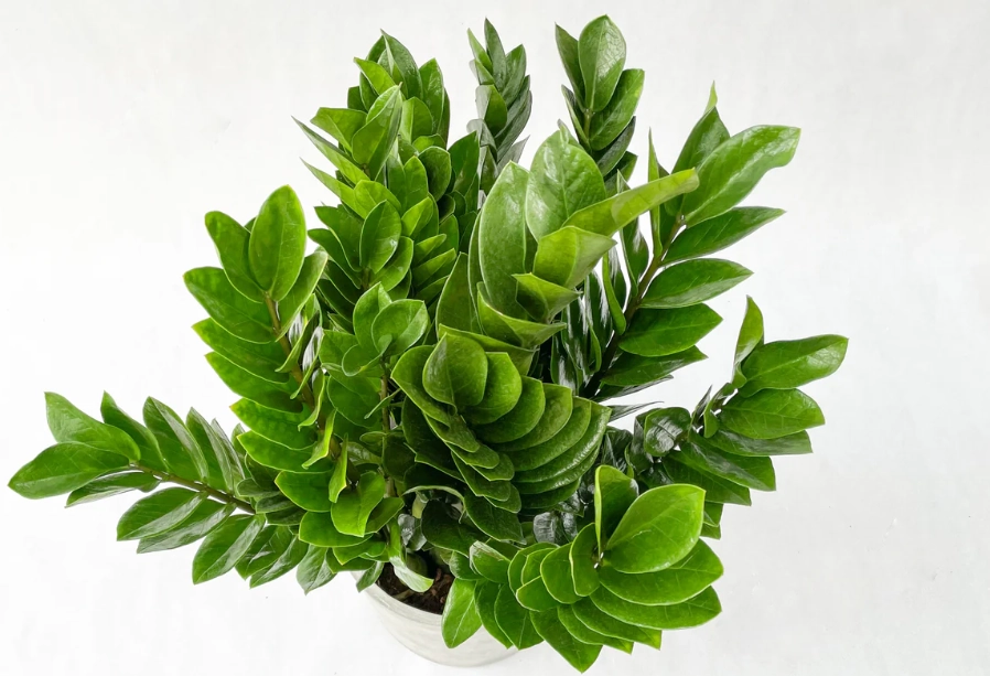 金錢樹葉子變黃原因 金錢樹葉子變黃原因