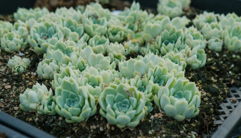 多肉植物換盆技巧