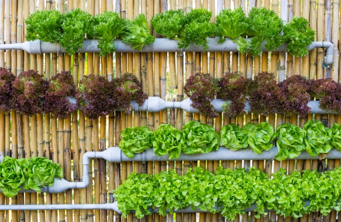 水耕蔬菜好處 水耕蔬菜好處