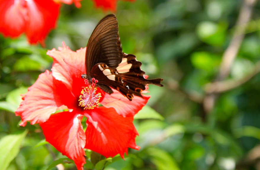 福木種植 福木種植
