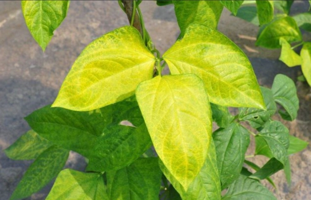 叶子变黄解决方法