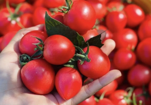 小番茄密度管理