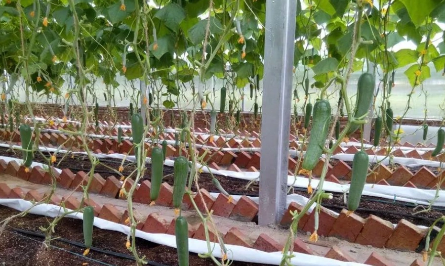 小黃瓜種植技巧