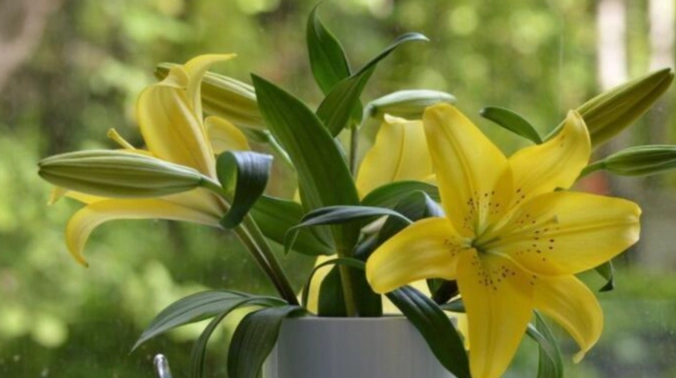 送朋友的花 送朋友的花