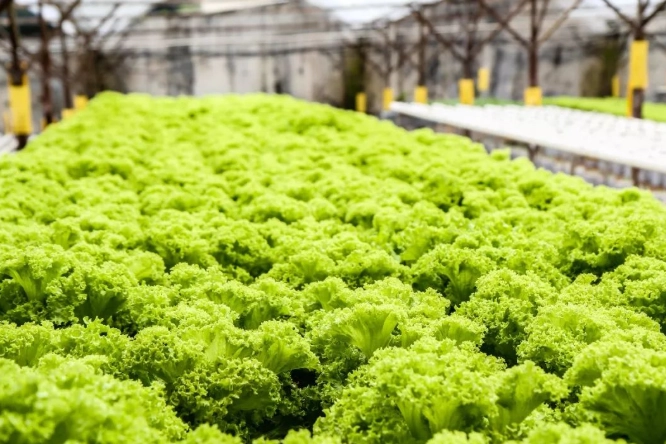 水耕種植優勢 水耕種植優勢