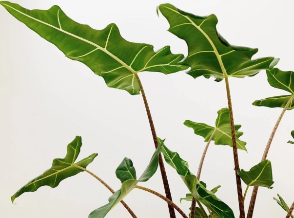 觀音蓮黃邊處理