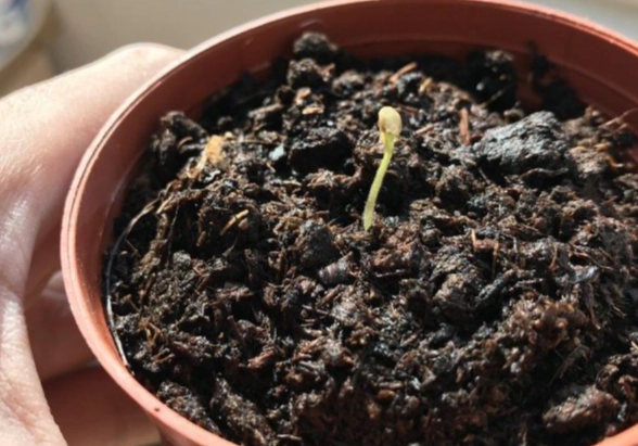 辣椒種植技巧 辣椒種植技巧