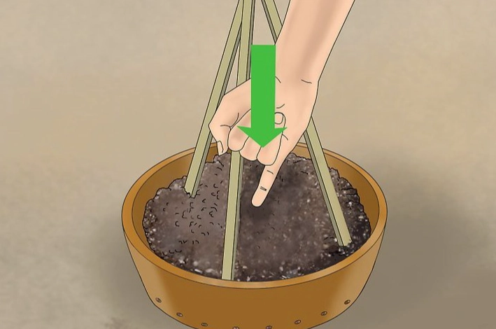 小黃瓜種植技巧 小黃瓜種植技巧