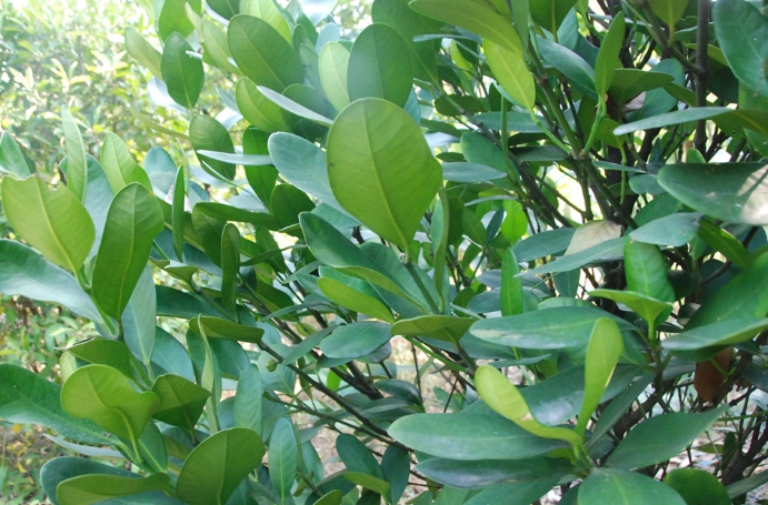 福木花種植 福木花種植