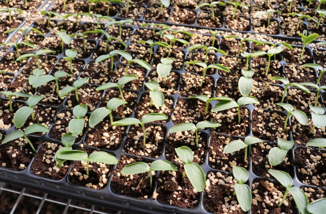 小黃瓜種植時機