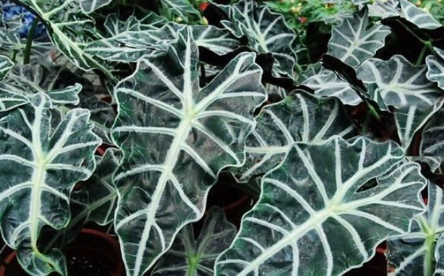 觀音蓮品種介紹