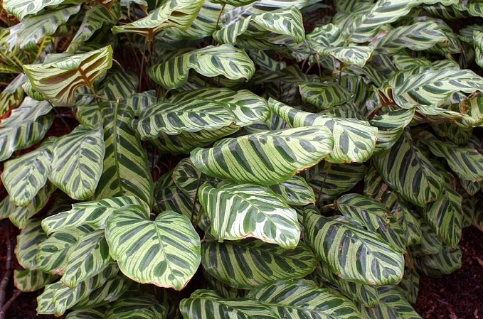 貓咪安全大型植物