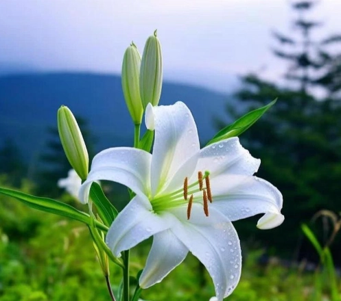 百合花 狗 毒性