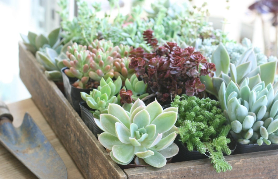 多肉植物種植技巧