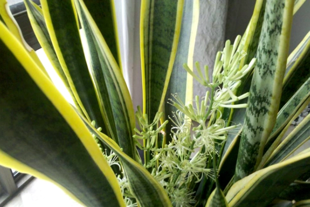 蘭花葉片變軟處理 蘭花葉片變軟處理