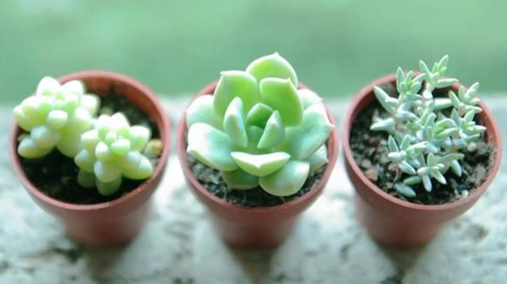 多肉植物照顧方法