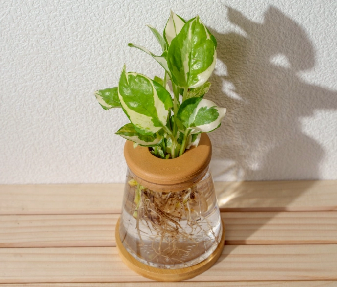 水耕農業 水耕農業